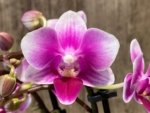 Triple Spikes Phalaenopsis Lioulin Grape (3.5” Pot) - Image 7
