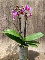 Triple Spikes Phalaenopsis Lioulin Grape (3.5” Pot) - Image 13