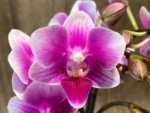 Triple Spikes Phalaenopsis Lioulin Grape (3.5” Pot) - Image 5