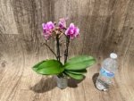 Triple Spikes Phalaenopsis Lioulin Grape (3.5” Pot) - Image 11