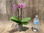 Triple Spikes Phalaenopsis Lioulin Grape (3.5” Pot) - Image 12