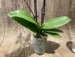 Triple Spikes Phalaenopsis Lioulin Grape (3.5” Pot) - Image 14