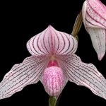 Paphiopedilum Waluwense (Niveum x rothschildianum) 3 Growths (3.5” Pot)