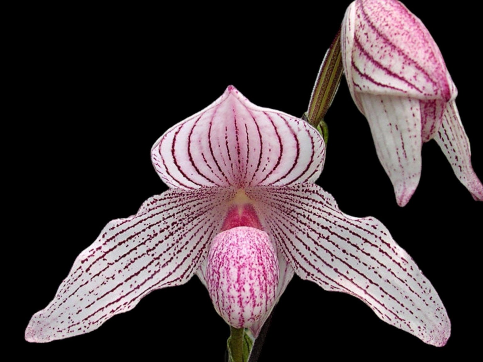 PAPH. (MULTI FLORAL) - Everything Orchids