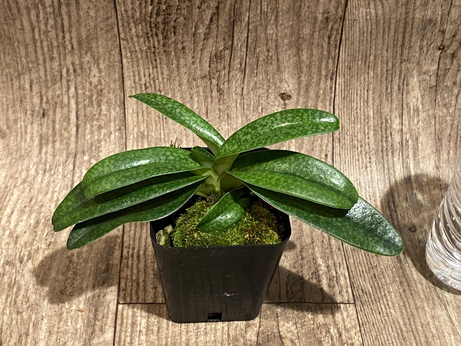 PAPH. (MULTI FLORAL) - Everything Orchids