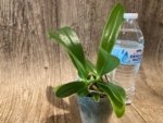 Phalaenopsis cornu-cervi red 2 Growths  (3” Pot) - Image 3