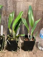 Rlc. Amazing Bangkok BS (3.5" pot) - Image 4