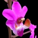 Doritis pulcherrima v. champomensis ‘Pink’ (3.5" pot)