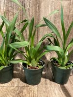 Miltassia Lavender Kiss 'Lavender Taffy' (3" pot) - Image 5