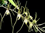 Brassia Rex ‘M’ (3.5" pot)