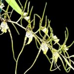 Brassia Rex ‘M’ (3.5" pot)