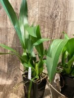 Brassia Rex ‘M’ (3.5" pot) - Image 4