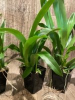 Brassia Rex ‘M’ (3.5" pot) - Image 5