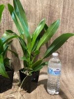 Brassia Rex ‘M’ (3.5" pot) - Image 6