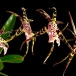 Miltassia Shelob 'Tolkien' (3.5" pot)