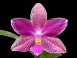 In Bloom Phalaenopsis I-Hsin Venus x lueddemanniana (2.5” Pot)