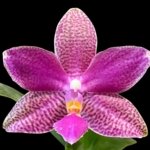 In Bloom Phalaenopsis I-Hsin Venus x lueddemanniana (2.5” Pot)