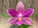 In Bloom Phalaenopsis I-Hsin Venus x lueddemanniana (2.5” Pot) - Image 4
