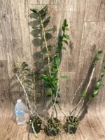 Dendrobium lowii (3” pot) - Image 3