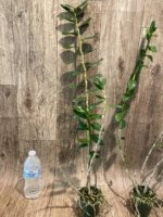 Dendrobium lowii (3” pot) - Image 6
