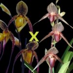 Paphiopedilum Kemp Tower × roth 'King Kong* (3.5” Pot)