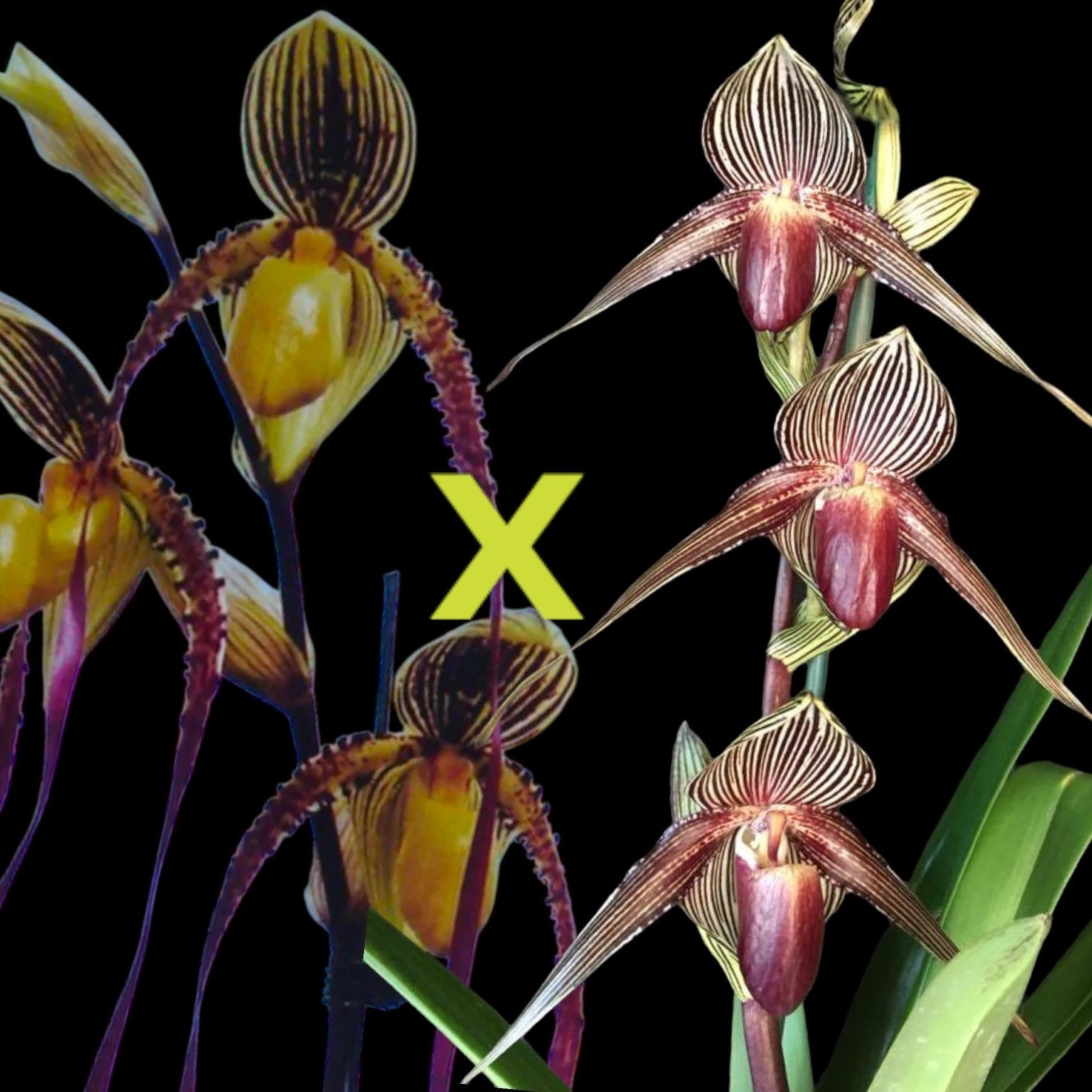 PAPH. (MULTI FLORAL) - Everything Orchids