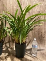 Cymbidium Balkis ‘Nevada’ (6" pot) - Image 7
