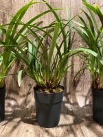 Cymbidium Balkis ‘Nevada’ (6" pot) - Image 6