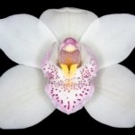 Cymbidium Balkis ‘Nevada’ (6" pot)