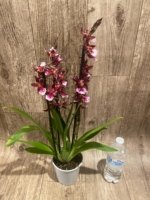 5 Spikes - Oncidopsis (Burrageara or Oncidium) 'Barrocco (3.5" pot) - Image 5