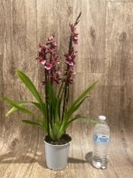5 Spikes - Oncidopsis (Burrageara or Oncidium) 'Barrocco (3.5" pot) - Image 8