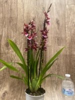 5 Spikes - Oncidopsis (Burrageara or Oncidium) 'Barrocco (3.5" pot) - Image 7