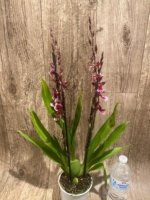 Quadruple Spikes - Oncidopsis (Burrageara or Oncidium) 'Barrocco (3.5" pot) - Image 4