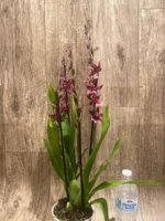 Quadruple Spikes - Oncidopsis (Burrageara or Oncidium) 'Barrocco (3.5" pot) - Image 5