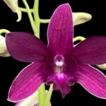 Double Spikes - Dendrobium Jaquelyn Thomas ‘Wally Murazane.’(3.5” pot)