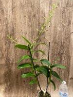 Double Spikes - Dendrobium Jaquelyn Thomas ‘Wally Murazane.’(3.5” pot) - Image 5