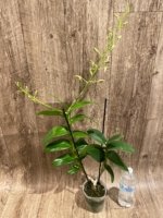 Double Spikes - Dendrobium Jaquelyn Thomas ‘Wally Murazane.’(3.5” pot) - Image 8