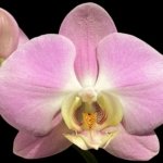 Double Spikes Phalaenopsis Taisuco Wonder (4.5" pot)