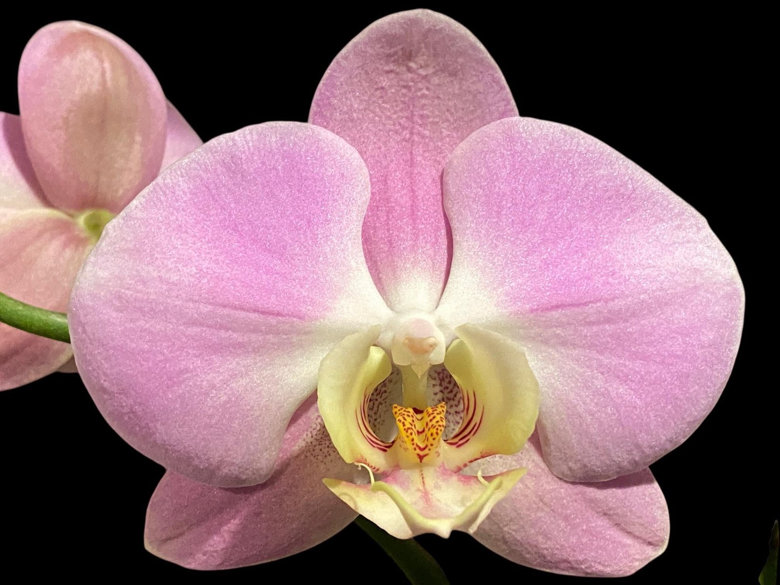 il_fullxfull.7942249311_83mb.jpg Double Spikes Phalaenopsis Taisuco Wonder (4.5" pot) - Image 1