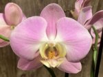 Double Spikes Phalaenopsis Taisuco Wonder (4.5" pot) - Image 3