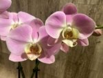 Double Spikes Phalaenopsis Taisuco Wonder (4.5" pot) - Image 4
