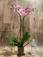Double Spikes Phalaenopsis Taisuco Wonder (4.5" pot) - Image 6