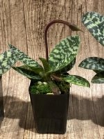 In Spike - Paph. hookerae x sib (2” pot) - Image 2