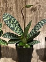 In Spike - Paph. hookerae x sib (2” pot) - Image 3