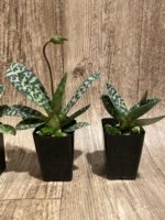 In Spike - Paph. hookerae x sib (2” pot) - Image 6