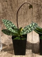 In Spike - Paph. hookerae x sib (2” pot) - Image 4