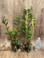 In Buds Dendrobium Dawn Maree x Peng Seng Tall Canes  (3.5” Pot) - Image 7