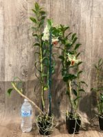 In Buds Dendrobium Dawn Maree x Peng Seng Tall Canes  (3.5” Pot) - Image 11