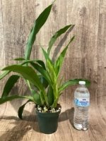 In Spike Zygolum Louisendorf 'Rhein Moonlight' (3.5" pot) - Image 4