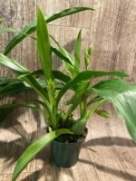 Double Spikes Zygolum Louisendorf 'Rhein Moonlight' (3.5" pot) - Image 5